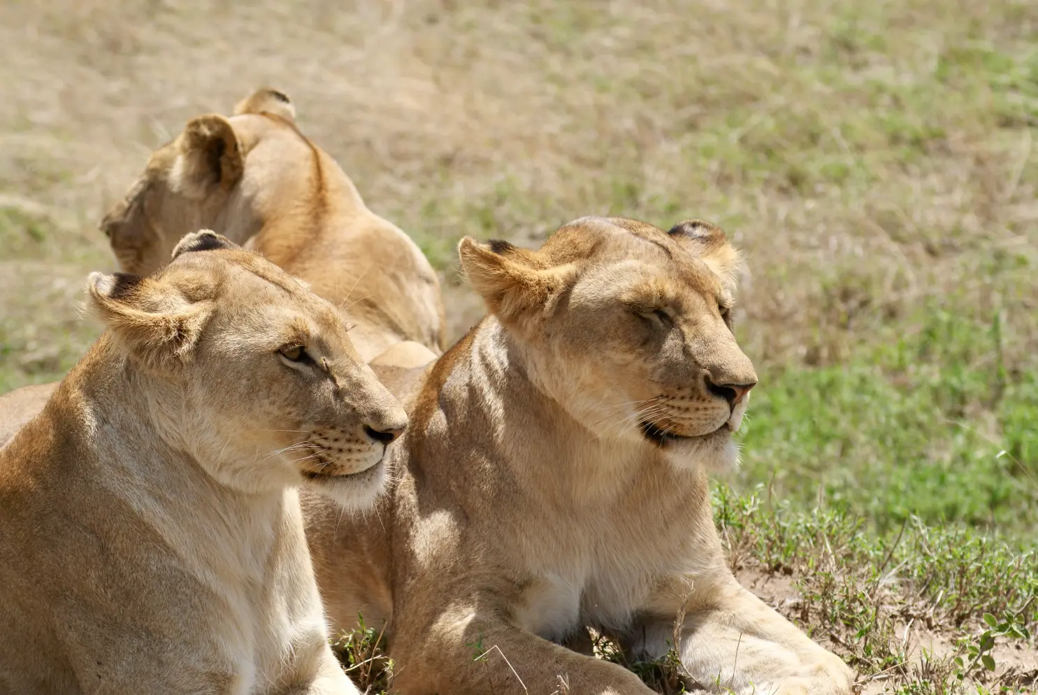 Family tour packages 1