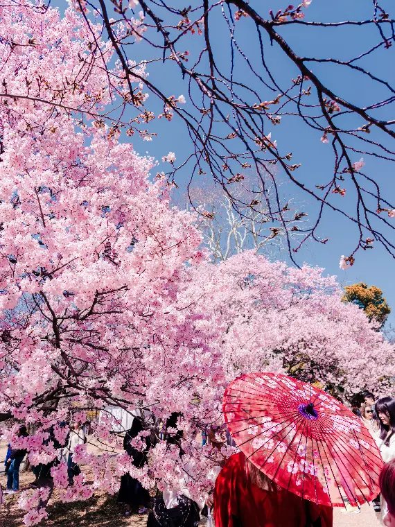 Japan tour packages